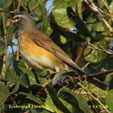 Eyebrowed Thrush range map