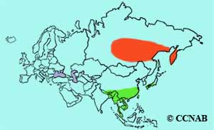 Eyebrowed Thrush range