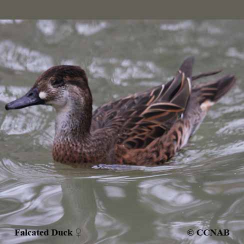 Falcated Duck