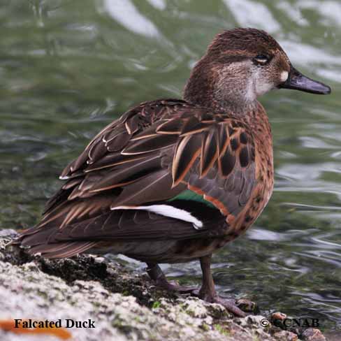 Falcated Duck