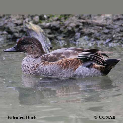 Falcated Duck