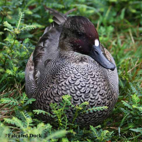 Falcated Duck