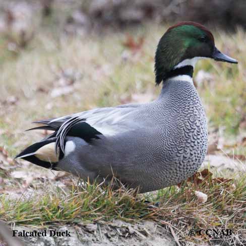 Falcated Duck