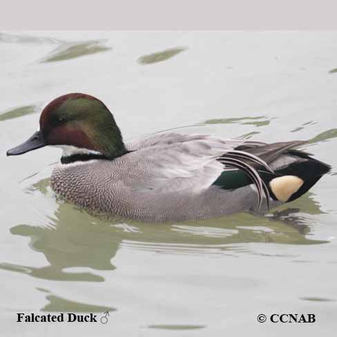 Falcated Duck