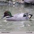 Falcated Duck range map