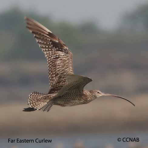 Far Eastern Curlew