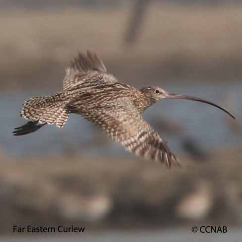 Far Eastern Curlew