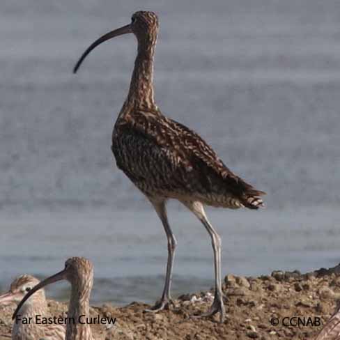 Far Eastern Curlew