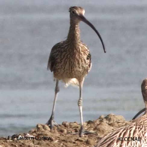 Far Eastern Curlew