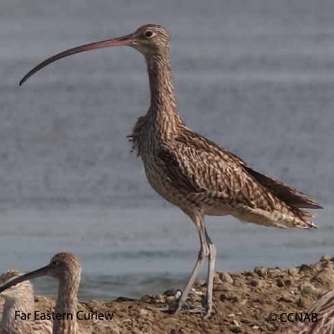 Birds of North America