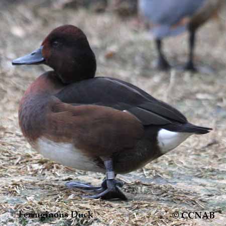 Ferruginous Duck