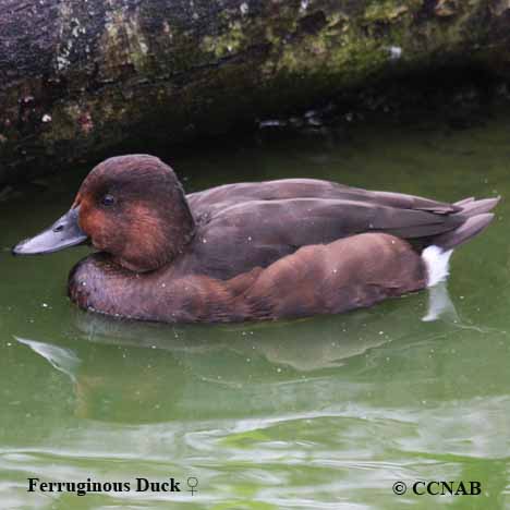 Ferruginous Duck