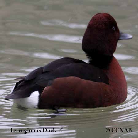 Ferruginous Duck