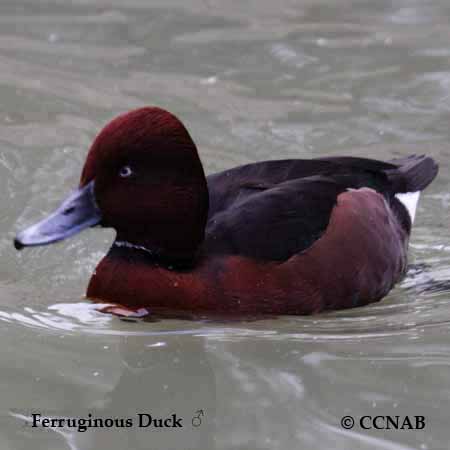 Ferruginous Duck