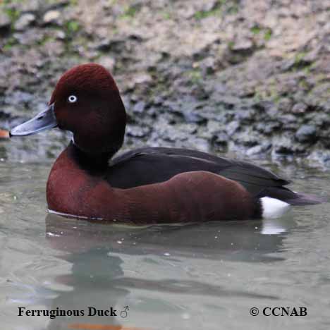 Birds of North America