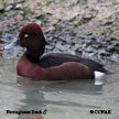 Ferruginous Duck range map