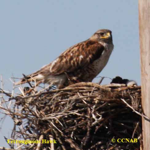 Ferruginous Hawk