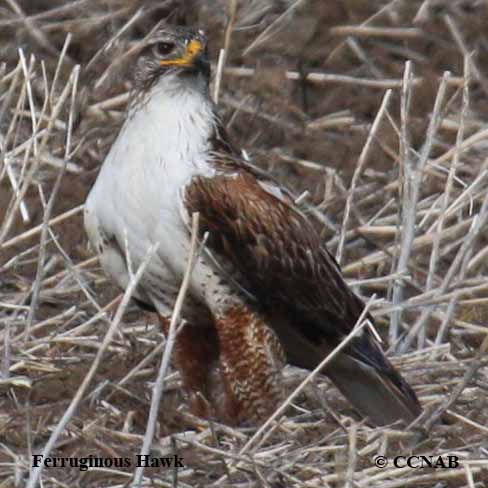 Ferruginous Hawk