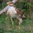 Ferruginous Hawk range map