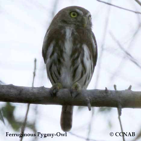 Ferruginous Pygmy-Owl