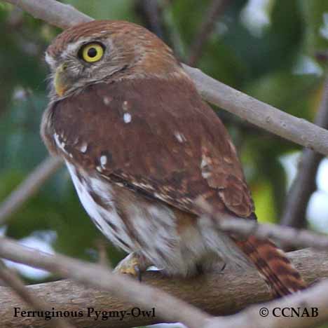 Ferruginous Pygmy-Owl