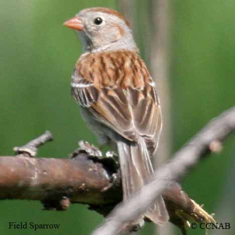 Field Sparrow