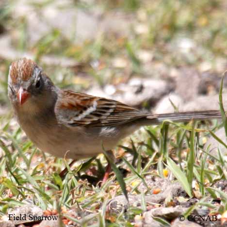 Field Sparrow