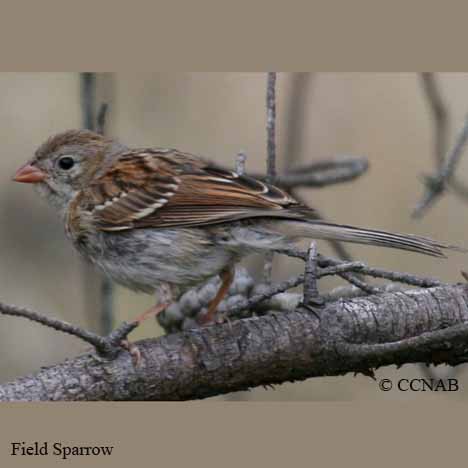 Field Sparrow