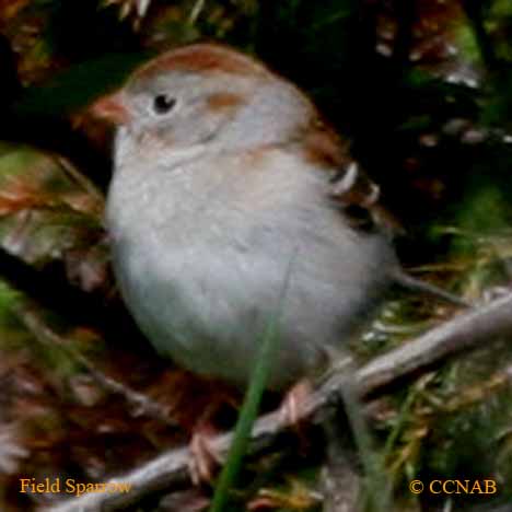 Field Sparrow