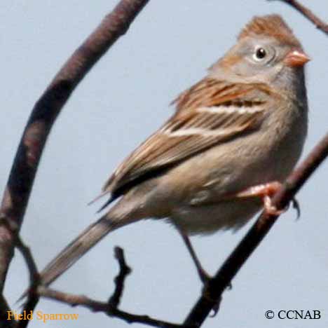 Birds of North America