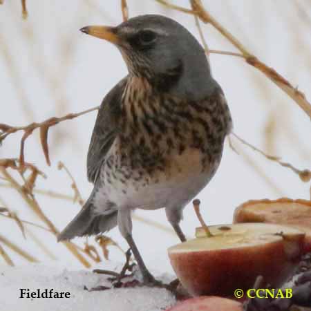 Fieldfare