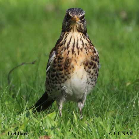 Fieldfare