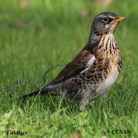 Fieldfare