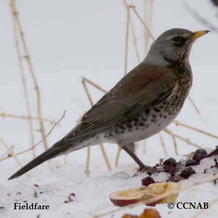 Fieldfare