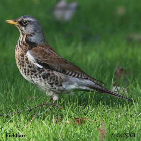 Birds of North America