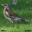 Fieldfare range map