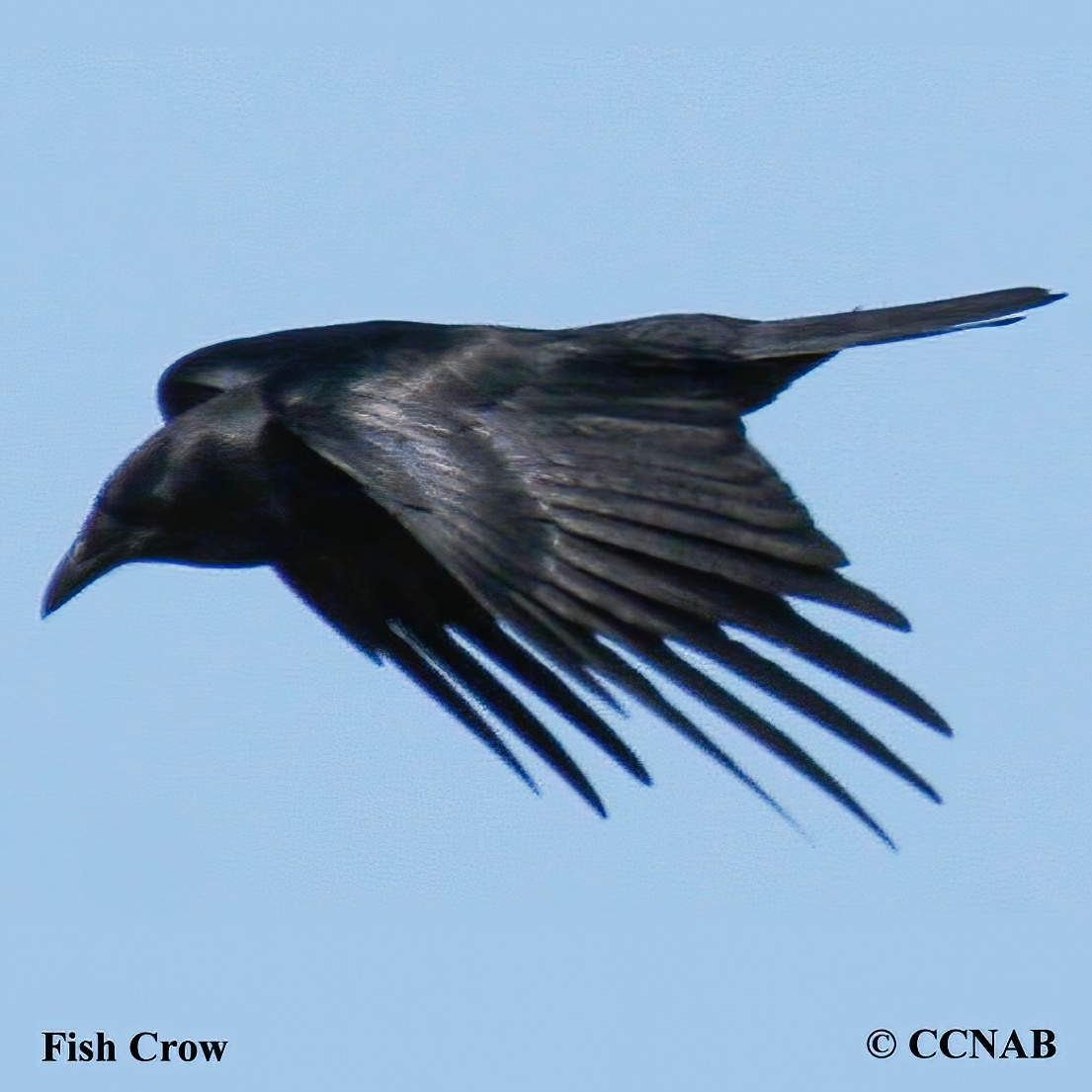 Crow