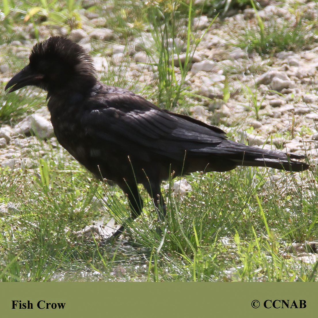 Crow