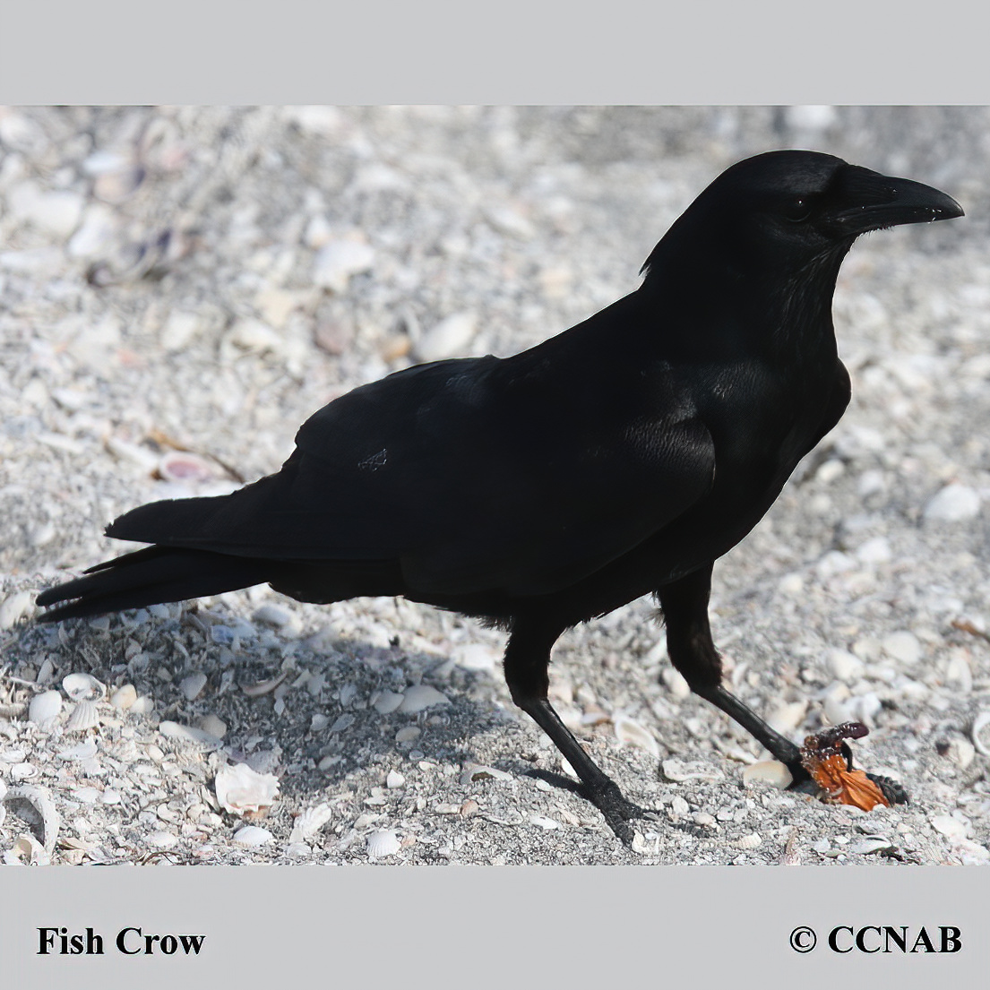 Crow