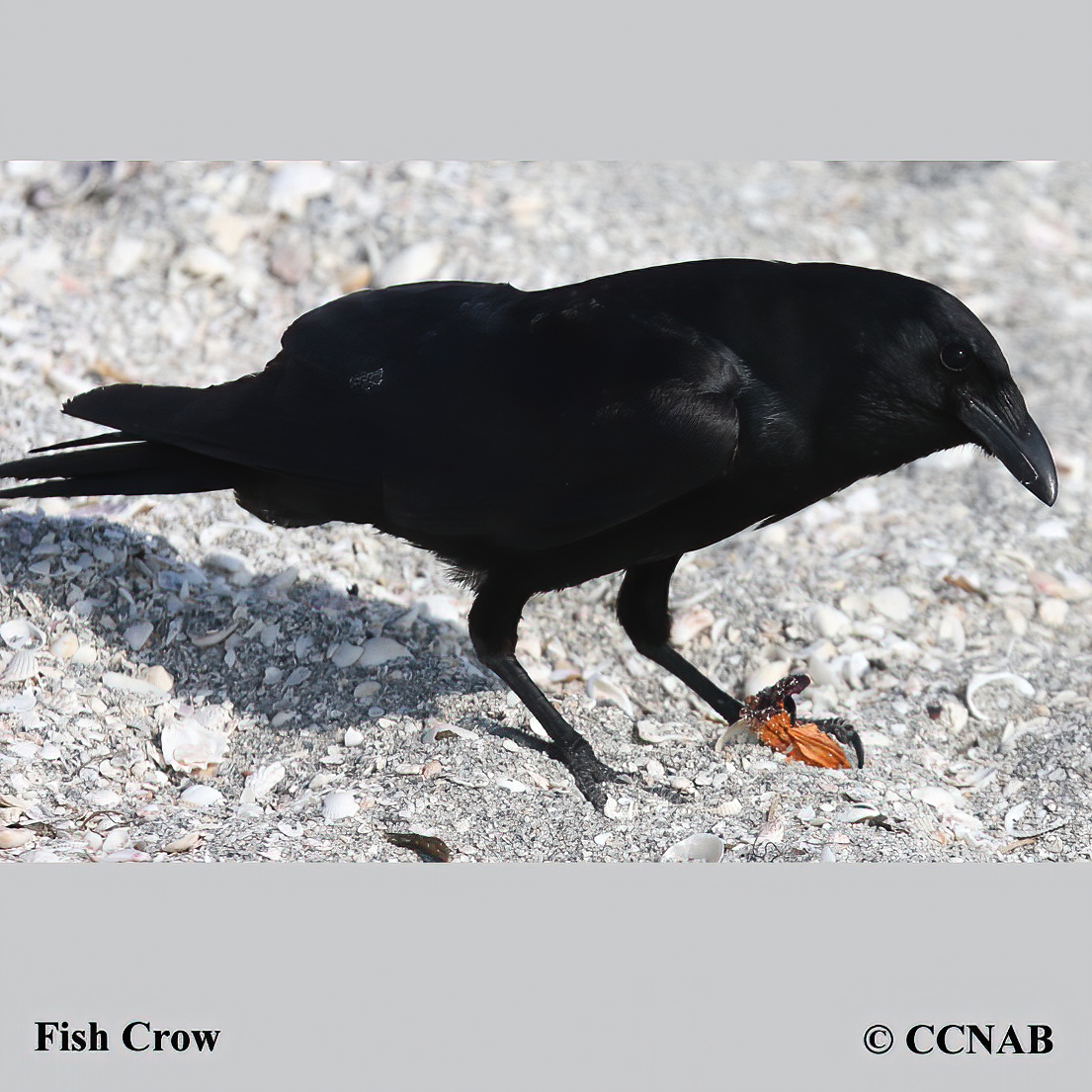 North American crows