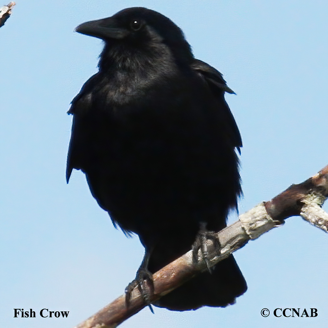 Birds of North America