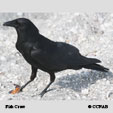 Fish Crow songs and calls
