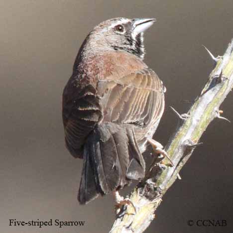 Five-striped Sparrow