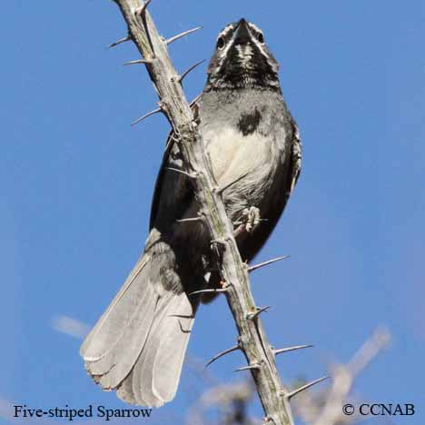 Five-striped Sparrow