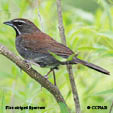 Five-striped Sparrow range map