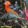 Flame-colored_Tanager