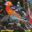 Flame-colored Tanager