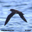 Flesh-footed Shearwater