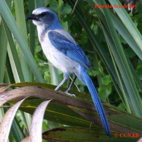 Birds of North America