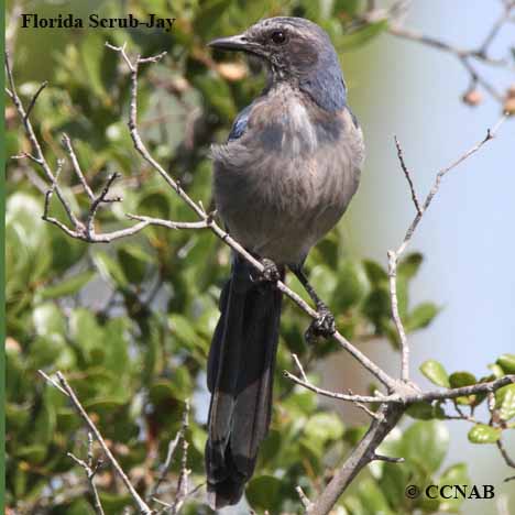 Florida Scrub-Jay (Aphelocoma coerulescens) - North American Birds ...